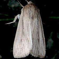 Leucania multilinea