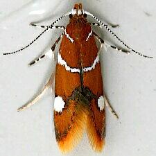 Promalactis suzukiella