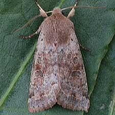 Orthosia hibisci