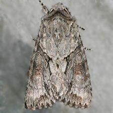 Achatia distincta