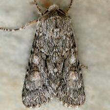 Achatia distincta