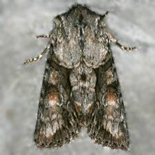 Achatia distincta