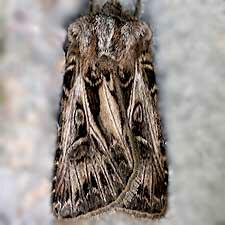 Agrotis gladiaria