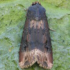 Agrotis ipsilon