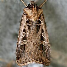 Feltia subgothica