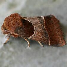 Schinia arcigera