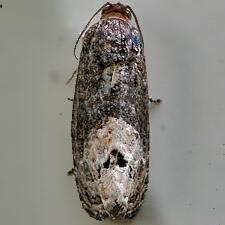 Ecdytolopha insiticiana