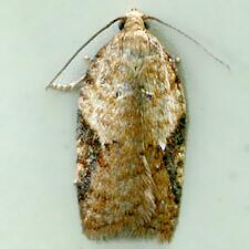 Acleris cervinana