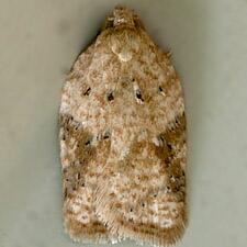 Acleris viburnana