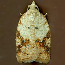 Acleris britannia