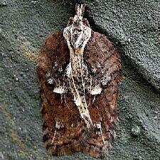 Acleris flavivittana