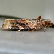 Argyrotaenia velutinana