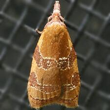 Cenopis diluticostana