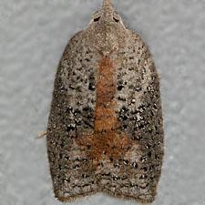 Amorbia humerosana