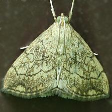 Evergestis pallidata