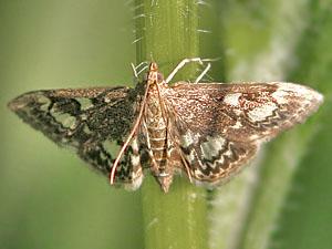 Anania tertialis