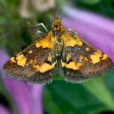 Pyrausta orphisalis