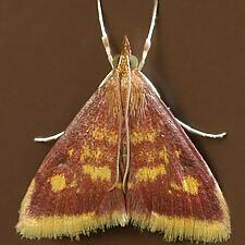 Pyrausta acrionalis