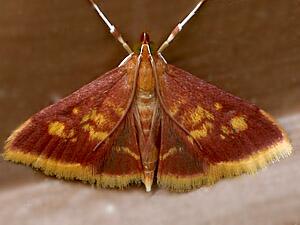 Pyrausta acrionalis