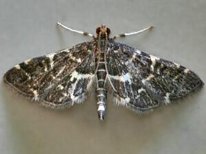 Anageshna primordialis