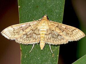 Herpetogramma pertextalis