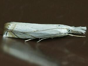 Crambus albellus