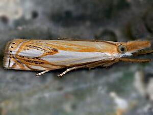 Crambus agitatellus