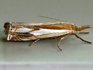 Crambus saltuellus