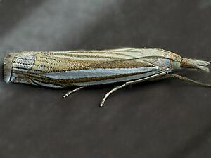 Crambus laqueatellus