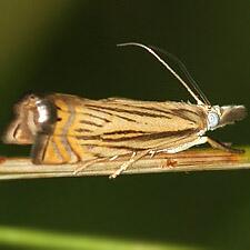 Chrysoteuchia topiarius