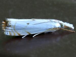 Microcrambus biguttellus