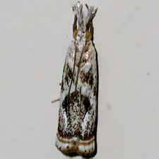 Microcrambus elegans