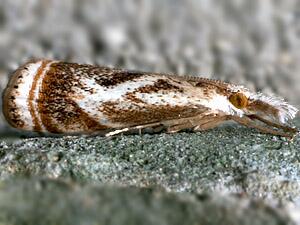 Microcrambus elegans