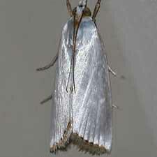 Urola nivalis