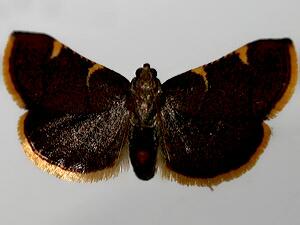 Hypsopygia costalis