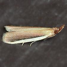 Pima albiplagiatella