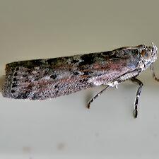 Sciota virgatella