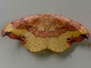 Oreta rosea