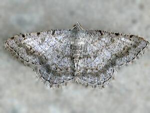 Digrammia ocellinata