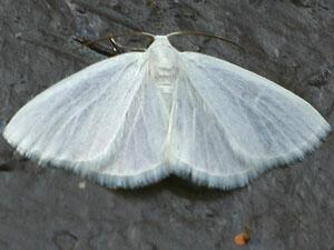 Lomographa vestaliata