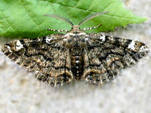 Phaeoura quernaria