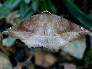 Eutrapela clemataria