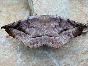 Eutrapela clemataria