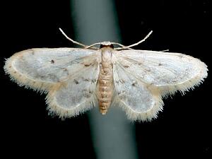 Idaea bonifata