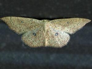 Cyclophora packardi