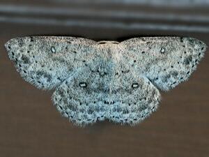 Cyclophora pendulinaria