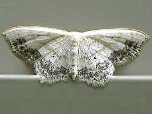 Scopula limboundata