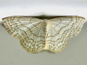 Scopula limboundata