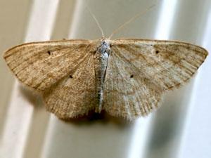 Scopula inductata