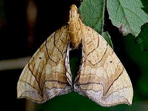 Eulithis diversilineata